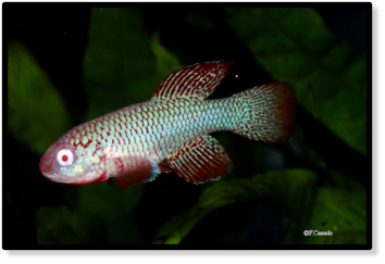 N. kadleci Pungwe MZCS 2012/512 albino