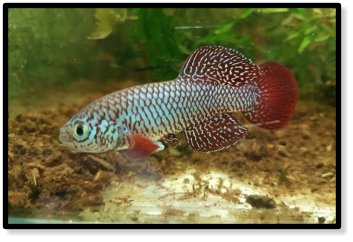 N.kadleci  Gorongosa 08-91