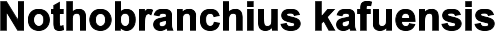 Nothobranchius kafuensis