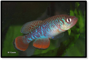 kafuensis Lukanga Swamp ZAM 08-2