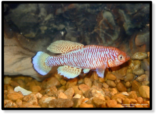 kafuensis Nanzhila river ZMTW 94 (c) Bob Morenski