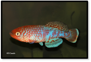 kafuensis kayuni  ZAM 09-1