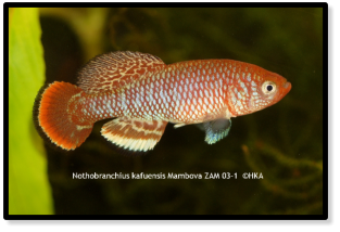 N. kafuensis Mambova ZAM 03-1