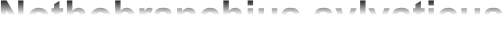 Nothobranchius sylvaticus
