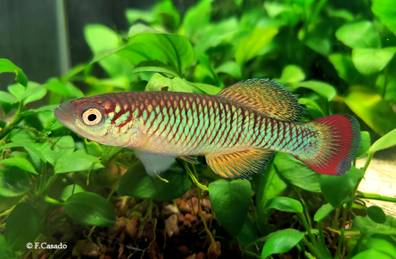 N. sylvaticus KEN 18-1