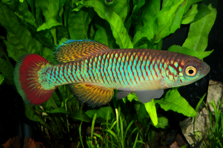 N. sylvaticus KEN 18-1