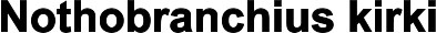 Nothobranchius kirki