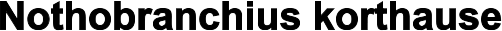 Nothobranchius korthause