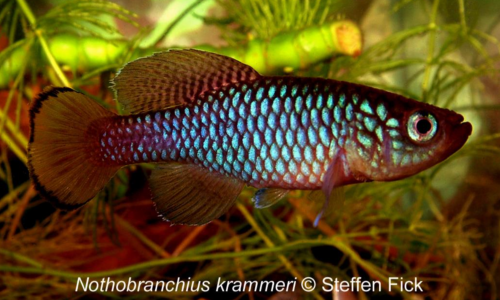 N. krammeri