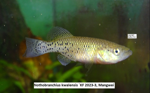 kwalensis KF 2023-3, Mangwei (C) steffen Fick