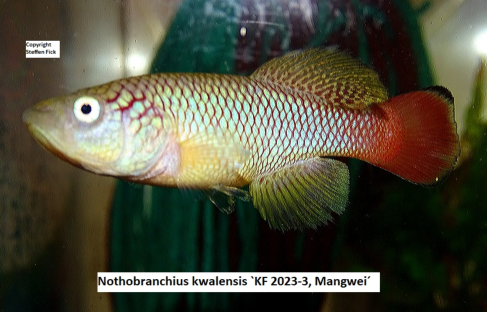 kwalensis KF 2023-3, Mangwei (C) steffen Fick