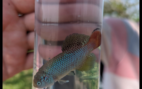 N. kwalensis. Marongo, KDAME 22-2  (C) Steve Ehrlich