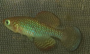 Wild caught N.lourensi male K21 Tan Mnyera river