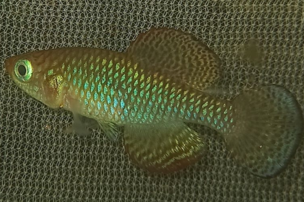 Wild caught N.lourensi male K21 Tan Mnyera river