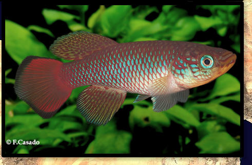 N.lucius Minepa TAN 19/02