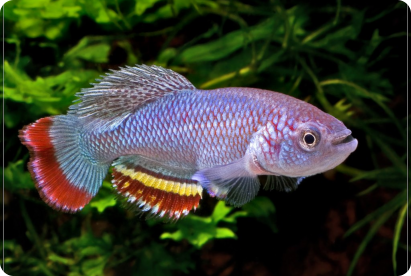 Nothobranchius neumanni FHB TZ 162009 Kintinku