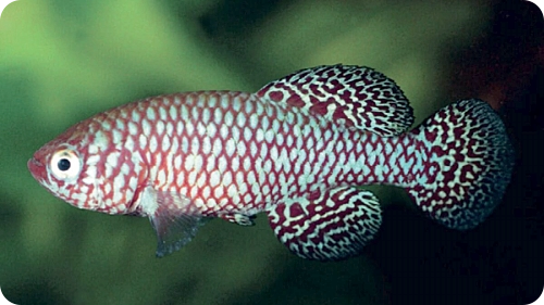 N. poppi Kasenga DRCP 2013-06 
