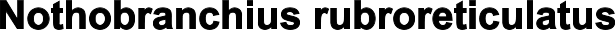 Nothobranchius rubroreticulatus