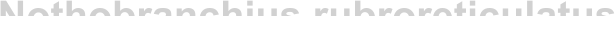 Nothobranchius rubroreticulatus