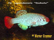 N.ugandensis Dokolo