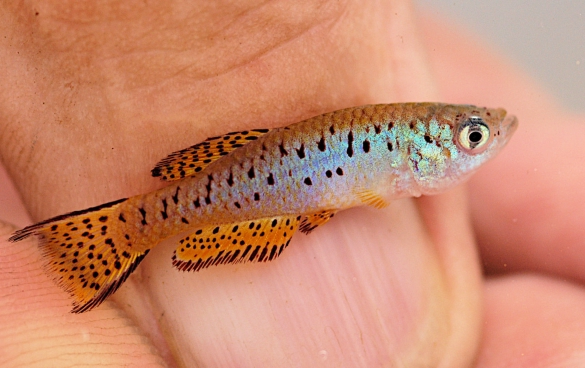 Fundulosoma thierryi WAC 21