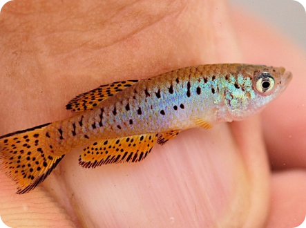 Fundulosoma thierryi WAC 21