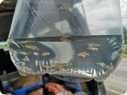 N. elongatus KF 2026-3, Mwanzoma