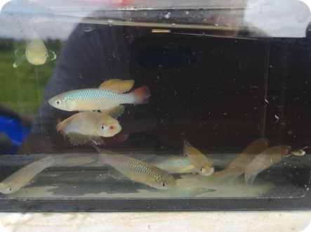 N.elongatus KF 2026-2, Kinzini