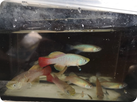 elongatus KF 2026-4, Mariakani