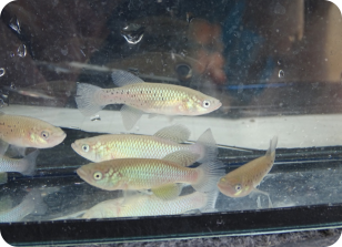 Nothobranchius kwalensis KF 2023-1