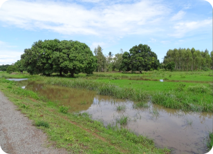 N. palmquisti and kwalensis biotope