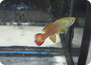 N.palmquisti shortly after it collected