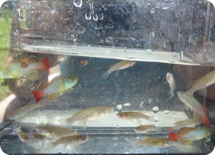 N.palmquisti shortly after it collected