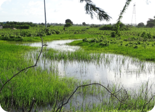 N.jubbi KF 23-4 Habitat