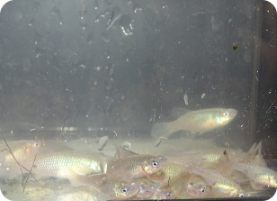 N.jubbi KF 23-5 freshly caught.