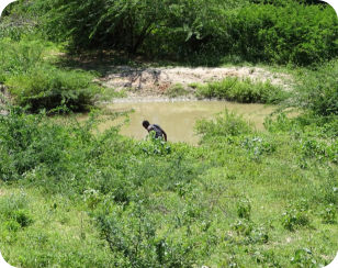 N. microlepis KF 23-6 Tana River South and N.jubbi kf 23-6 Tana River South Habitat
