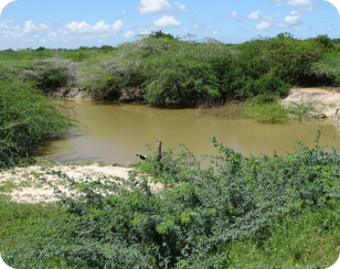 N. microlepis KF 23-6 Tana River South and N.jubbi kf 23-6 Tana River South Habitat