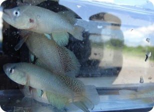 N. microlepis KF 23-6 Tana River South