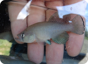 N. microlepis KF 23-6 Tana River South