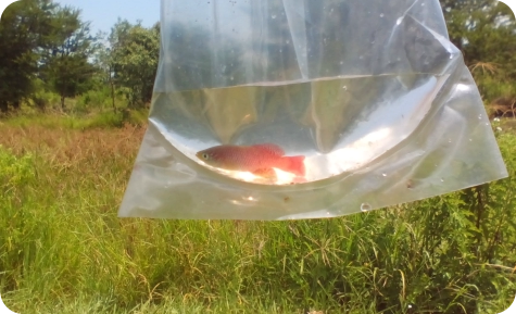 N. makondorum 