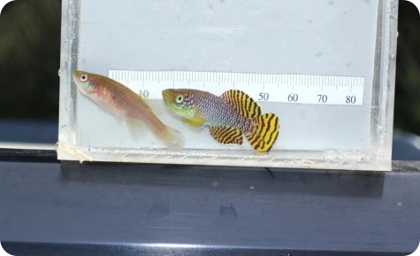 Pair of N. ruudwildekampi collected during the work field