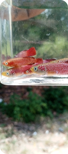 Newly collected N. makondorum