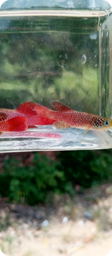 Newly collected N. makondorum
