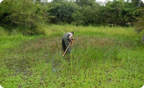 Biotope in the Mbezi River basin