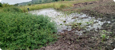 Biotope in the Mbezi River basin
