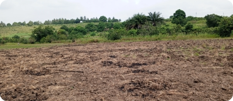 Biotope in the Mbezi River basin