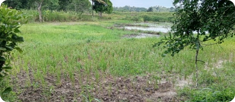Biotope in the Mbezi River basin