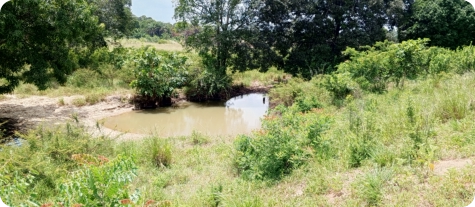 Biotope in the Mbezi River basin