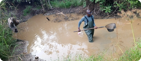 Collecting in Biotope in the Mbezi River basin