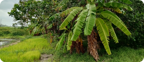 Biotope in the Mbezi River basin